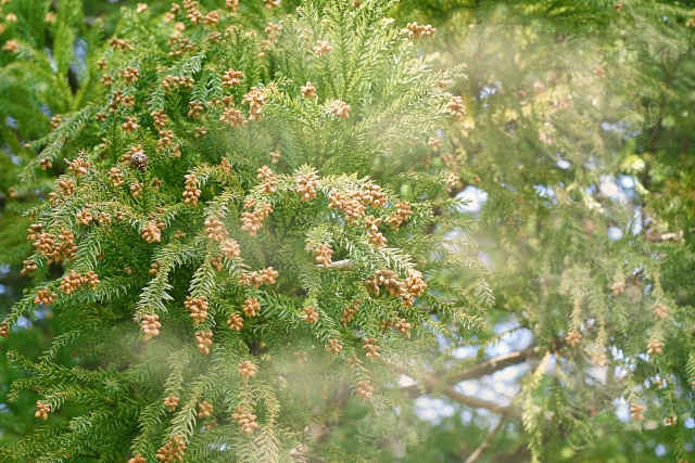 花粉症